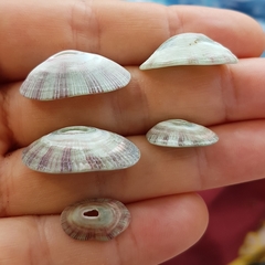 Fissurella virescens