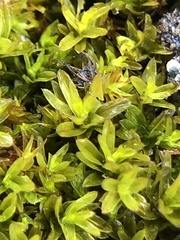 Dialytrichia mucronata