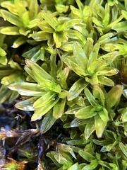 Dialytrichia mucronata