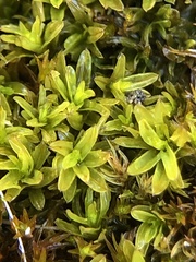 Dialytrichia mucronata