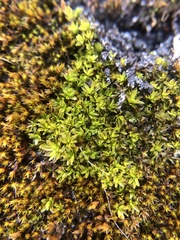 Dialytrichia mucronata