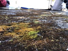 Dialytrichia mucronata