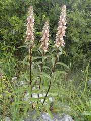 Digitalis lanata