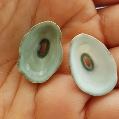 Fissurella virescens