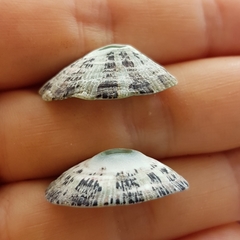 Fissurella virescens