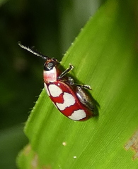 Alagoasa decemguttata