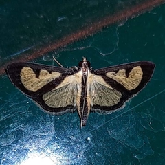 Hyalea pallidalis
