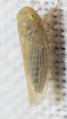 Neoaliturus tenellus