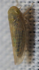 Neoaliturus tenellus