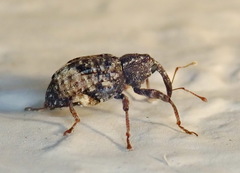 Conotrachelus elegans