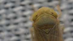 Neoaliturus tenellus