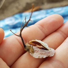 Pseudochama corrugata