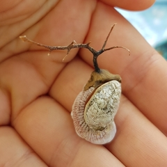 Pseudochama corrugata