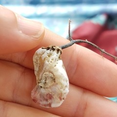 Pseudochama corrugata