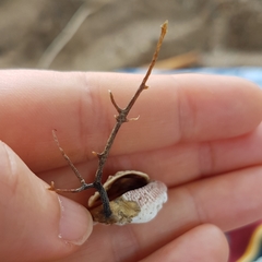 Pseudochama corrugata