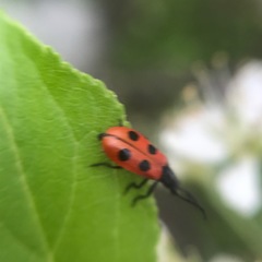 Pelonides quadripunctata
