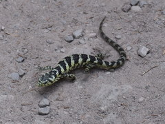 Abronia taeniata