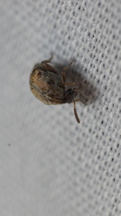 Algarobius bottimeri