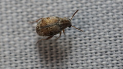 Algarobius bottimeri