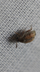 Algarobius bottimeri