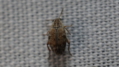 Algarobius bottimeri