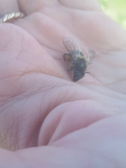 Colletes cunicularius