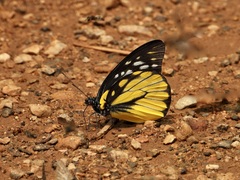 Prioneris thestylis