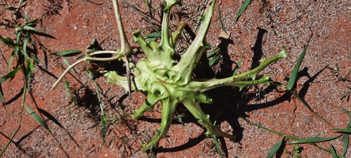 Image of Harpagophytum zeyheri by (c) Karen Eichholz, some rights reserved (CC BY)
