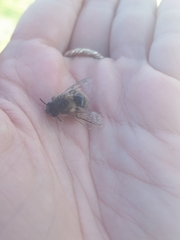 Colletes cunicularius
