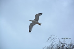 Larus argentatus