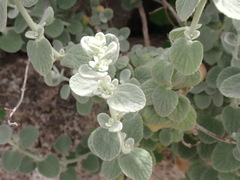 Pseudodictamnus mediterraneus