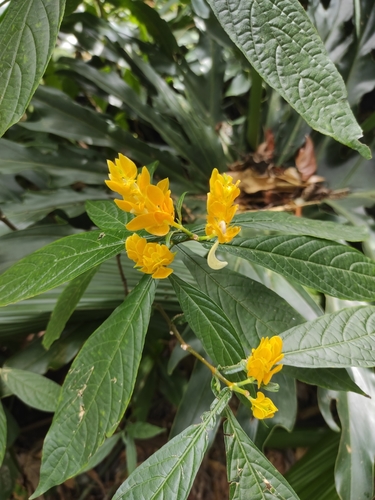 Pachystachys lutea