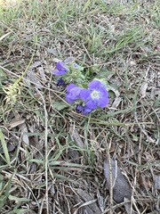 Phacelia patuliflora