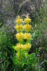 Gentiana lutea lutea