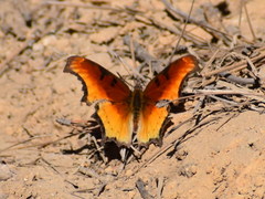 Polygonia haroldii
