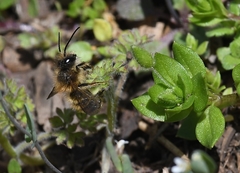 Osmia taurus