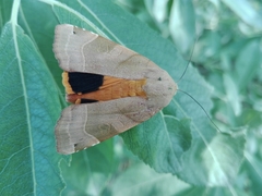 Noctua fimbriata