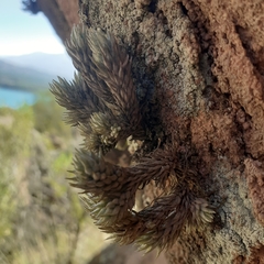 Tillandsia pedicellata