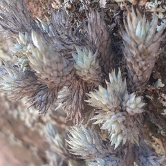 Tillandsia pedicellata