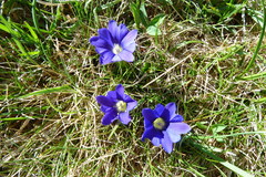 Gentiana pyrenaica