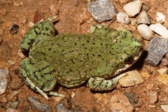 Anaxyrus debilis