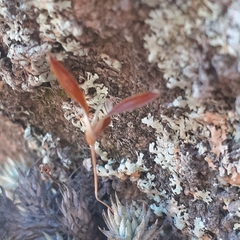 Tillandsia pedicellata