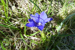Gentiana pyrenaica