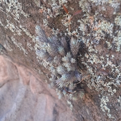 Tillandsia pedicellata