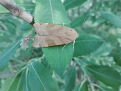Noctua fimbriata