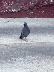 Columba livia domestica