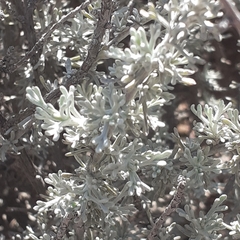 Artemisia mendozana