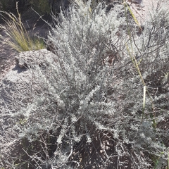 Artemisia mendozana