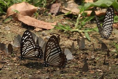 Graphium macareus