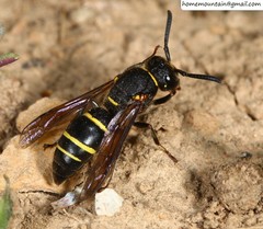 Euodynerus nipanicus nipanicus